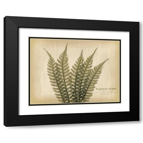 Parchment Fern 2 Black Modern Wood Framed Art Print with Double Matting by Koetsier, Albert