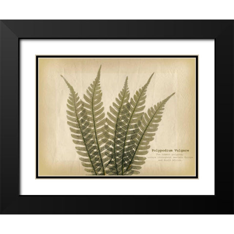 Parchment Fern 2 Black Modern Wood Framed Art Print with Double Matting by Koetsier, Albert