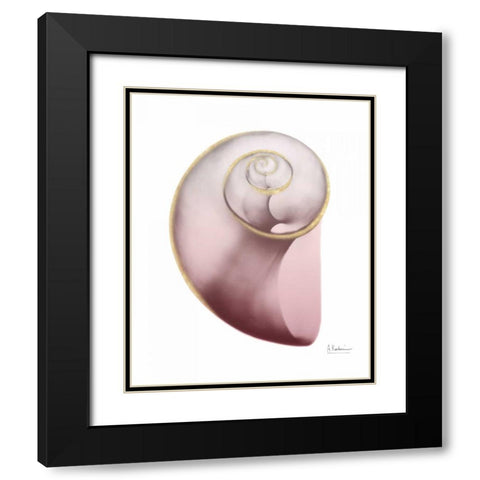 Shimmering Blush Snail 2 Black Modern Wood Framed Art Print with Double Matting by Koetsier, Albert