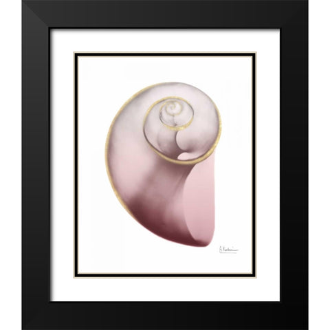 Shimmering Blush Snail 2 Black Modern Wood Framed Art Print with Double Matting by Koetsier, Albert