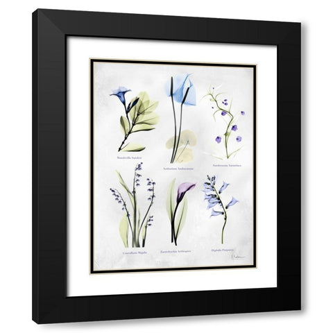 Vast Botanicals Black Modern Wood Framed Art Print with Double Matting by Koetsier, Albert