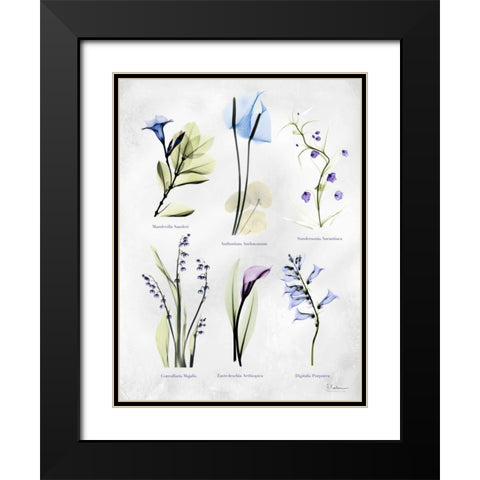 Vast Botanicals Black Modern Wood Framed Art Print with Double Matting by Koetsier, Albert