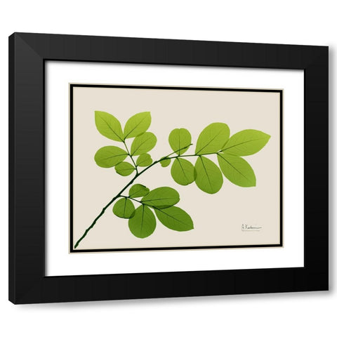 Natural Greenery 1 Black Modern Wood Framed Art Print with Double Matting by Koetsier, Albert