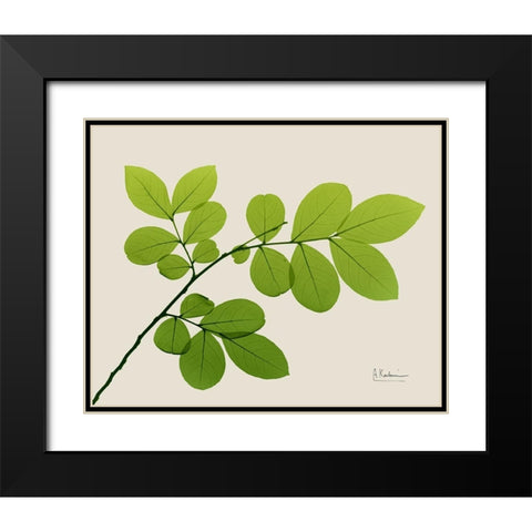 Natural Greenery 1 Black Modern Wood Framed Art Print with Double Matting by Koetsier, Albert