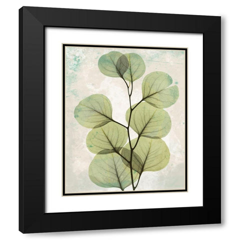 Eucalyptus Stoned 2 Black Modern Wood Framed Art Print with Double Matting by Koetsier, Albert