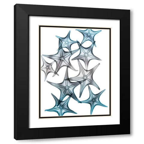 Blue Hue Starfish 2 Black Modern Wood Framed Art Print with Double Matting by Koetsier, Albert