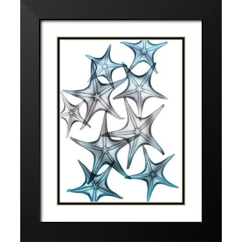 Blue Hue Starfish 2 Black Modern Wood Framed Art Print with Double Matting by Koetsier, Albert