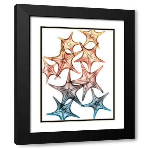 Jolly Starfish 2 Black Modern Wood Framed Art Print with Double Matting by Koetsier, Albert