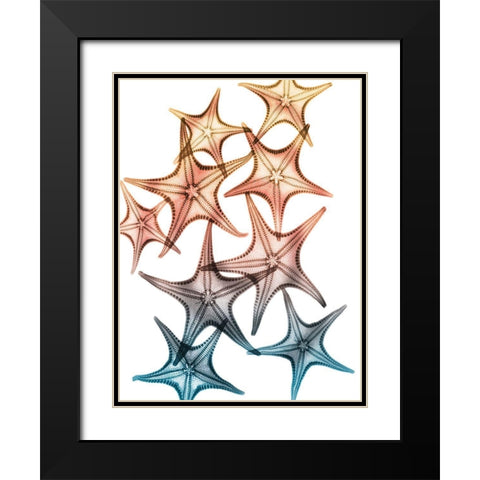 Jolly Starfish 2 Black Modern Wood Framed Art Print with Double Matting by Koetsier, Albert