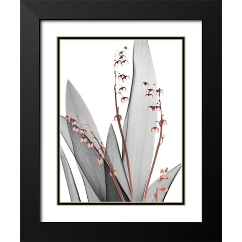 Lily of the Blush 1 Black Modern Wood Framed Art Print with Double Matting by Koetsier, Albert