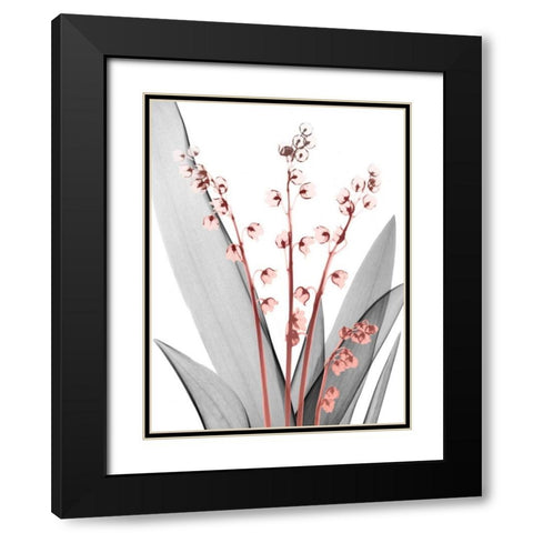 Lily of the Blush 2 Black Modern Wood Framed Art Print with Double Matting by Koetsier, Albert