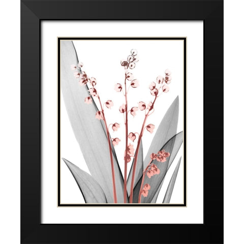 Lily of the Blush 2 Black Modern Wood Framed Art Print with Double Matting by Koetsier, Albert