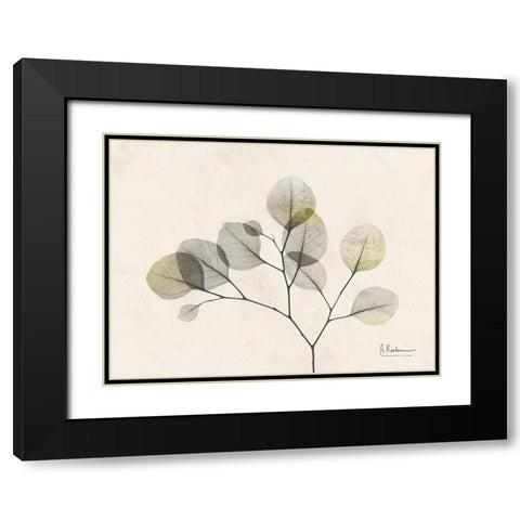 Sunkissed Eucalyptus 2 Black Modern Wood Framed Art Print with Double Matting by Koetsier, Albert