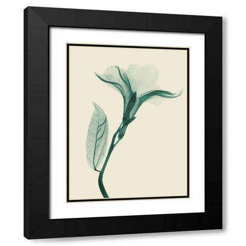 Lucky Oleander 1 Black Modern Wood Framed Art Print with Double Matting by Koetsier, Albert