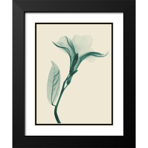 Lucky Oleander 1 Black Modern Wood Framed Art Print with Double Matting by Koetsier, Albert
