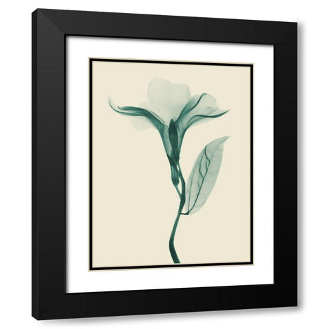 Lucky Oleander 2 Black Modern Wood Framed Art Print with Double Matting by Koetsier, Albert