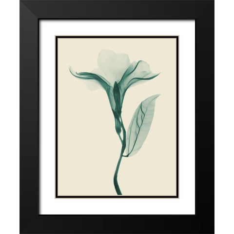 Lucky Oleander 2 Black Modern Wood Framed Art Print with Double Matting by Koetsier, Albert