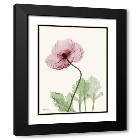 Dazzling Poppy 2 Black Modern Wood Framed Art Print with Double Matting by Koetsier, Albert