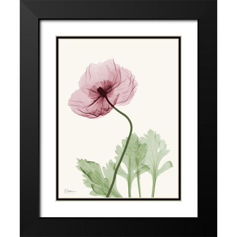 Dazzling Poppy 2 Black Modern Wood Framed Art Print with Double Matting by Koetsier, Albert