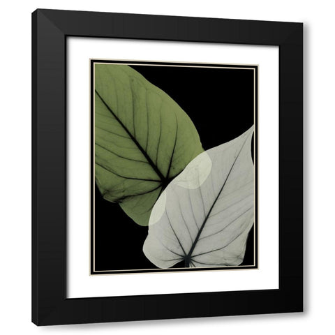 Philodendron Embrace 1 Black Modern Wood Framed Art Print with Double Matting by Koetsier, Albert