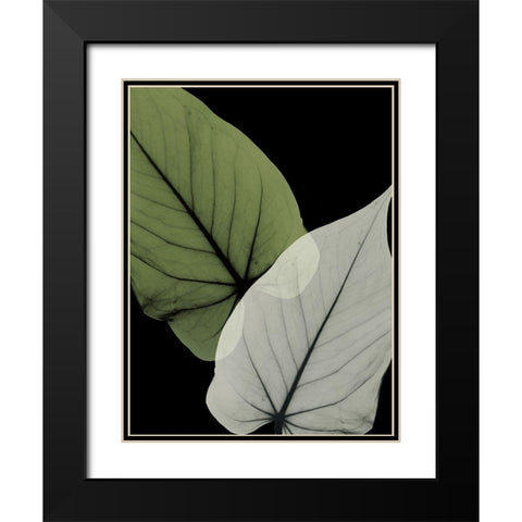 Philodendron Embrace 1 Black Modern Wood Framed Art Print with Double Matting by Koetsier, Albert