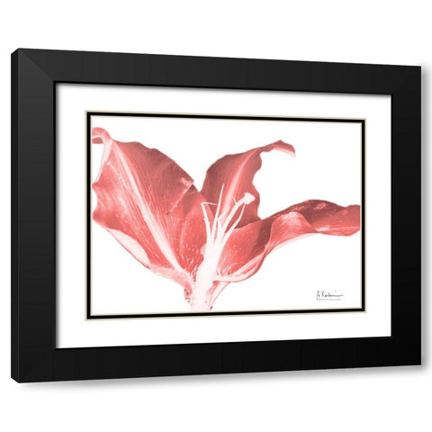 Coral Blossom 2 Black Modern Wood Framed Art Print with Double Matting by Koetsier, Albert