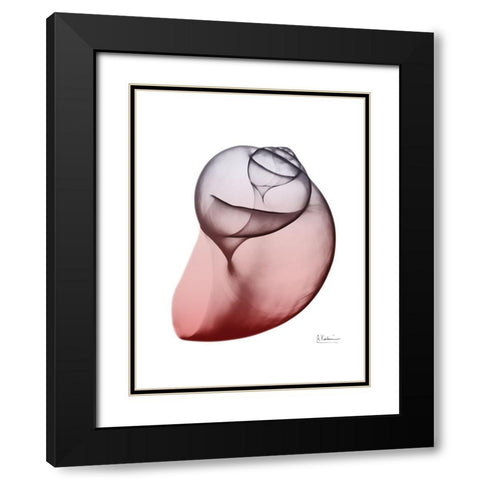 Coral Snail 3 Black Modern Wood Framed Art Print with Double Matting by Koetsier, Albert