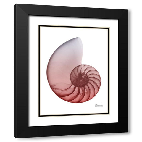 Coral Snail 4 Black Modern Wood Framed Art Print with Double Matting by Koetsier, Albert