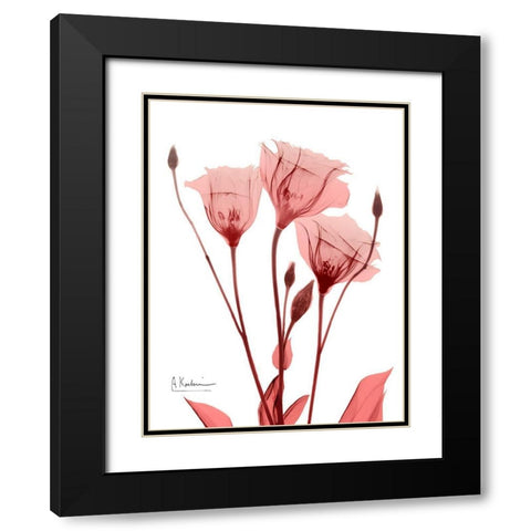 Marvelous Gentian 1 Black Modern Wood Framed Art Print with Double Matting by Koetsier, Albert