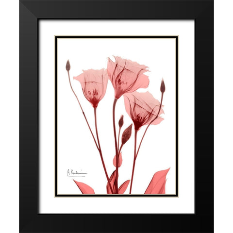 Marvelous Gentian 1 Black Modern Wood Framed Art Print with Double Matting by Koetsier, Albert