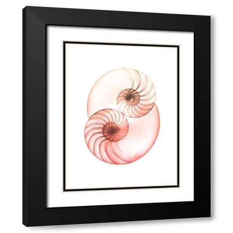 Sunset Shell 1 Black Modern Wood Framed Art Print with Double Matting by Koetsier, Albert