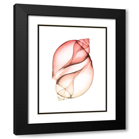 Sunset Shell 2 Black Modern Wood Framed Art Print with Double Matting by Koetsier, Albert