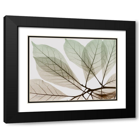 Earthy Magnolia Black Modern Wood Framed Art Print with Double Matting by Koetsier, Albert