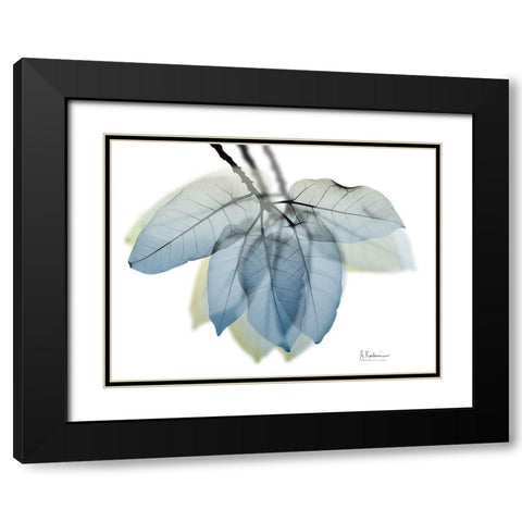 Focused Ficus Burkey Black Modern Wood Framed Art Print with Double Matting by Koetsier, Albert