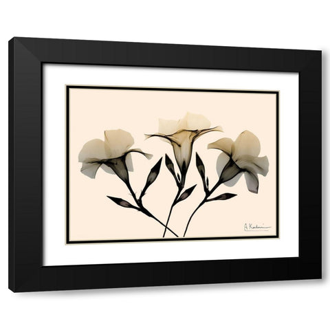 Mandelilla Dawn Black Modern Wood Framed Art Print with Double Matting by Koetsier, Albert