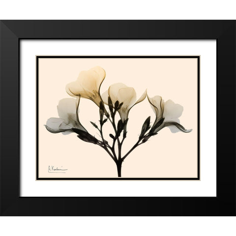 Oleander Dawn Black Modern Wood Framed Art Print with Double Matting by Koetsier, Albert