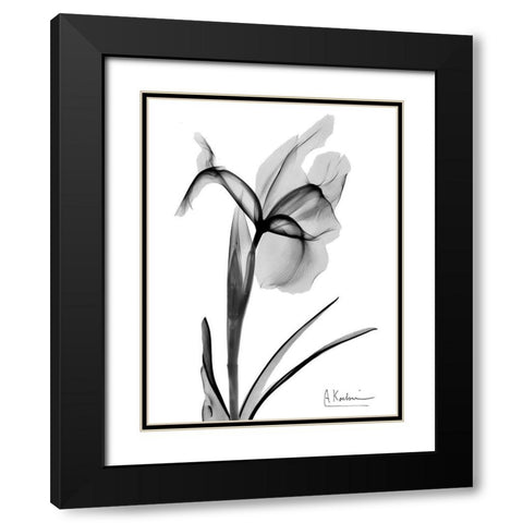 Expressed Iris 2 Black Modern Wood Framed Art Print with Double Matting by Koetsier, Albert