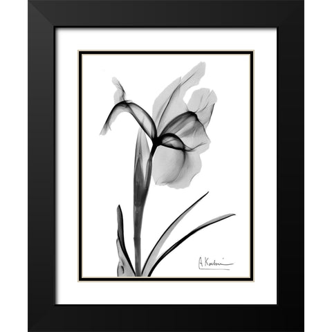 Expressed Iris 2 Black Modern Wood Framed Art Print with Double Matting by Koetsier, Albert