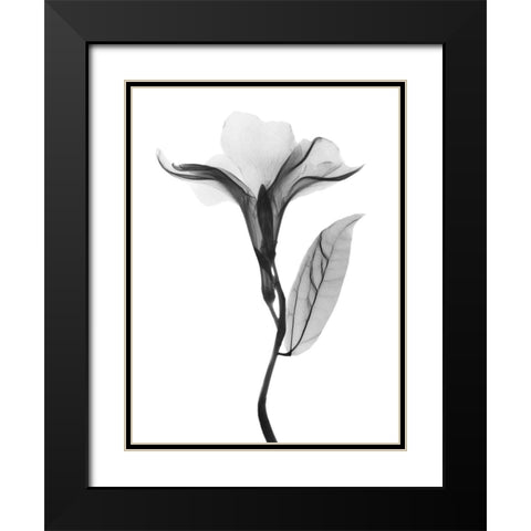 Pleasant Oleander 1 Black Modern Wood Framed Art Print with Double Matting by Koetsier, Albert