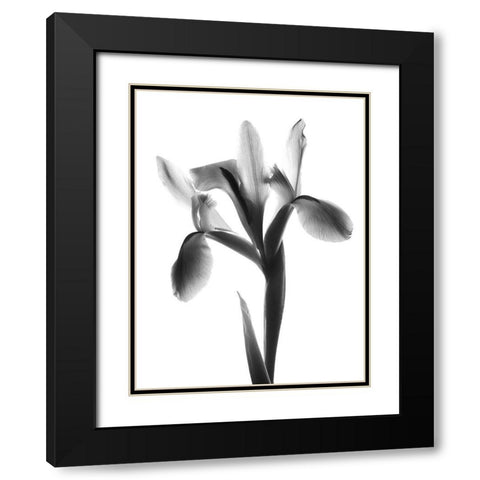 Midnight Le Fleur Black Modern Wood Framed Art Print with Double Matting by Koetsier, Albert