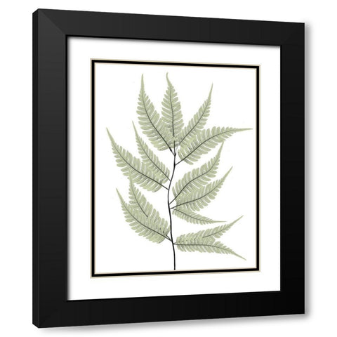 Fern Tree Black Modern Wood Framed Art Print with Double Matting by Koetsier, Albert