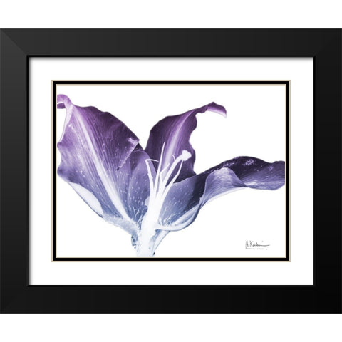 Radiant Blossom 2 Black Modern Wood Framed Art Print with Double Matting by Koetsier, Albert