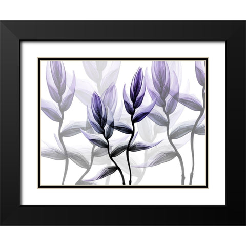 Lavender Heaven 1 Black Modern Wood Framed Art Print with Double Matting by Koetsier, Albert