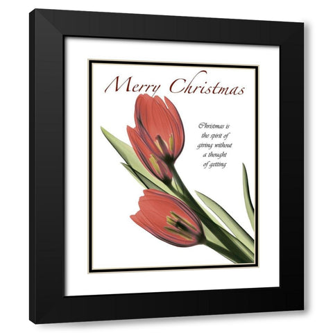 Christmas Tulips 2 Black Modern Wood Framed Art Print with Double Matting by Koetsier, Albert