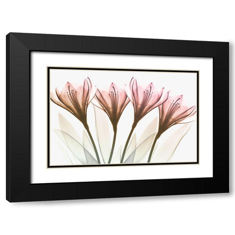 Dazzling Tulips Black Modern Wood Framed Art Print with Double Matting by Koetsier, Albert