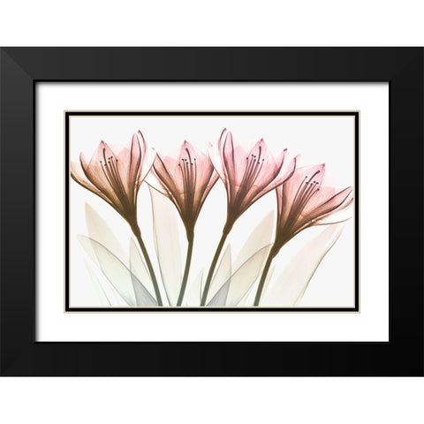 Dazzling Tulips Black Modern Wood Framed Art Print with Double Matting by Koetsier, Albert