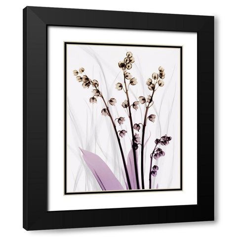 Radiant Snowdrops 3 Black Modern Wood Framed Art Print with Double Matting by Koetsier, Albert