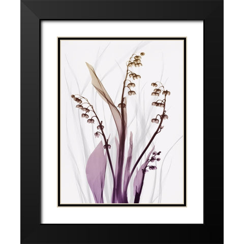 Radiant Snowdrops 4 Black Modern Wood Framed Art Print with Double Matting by Koetsier, Albert