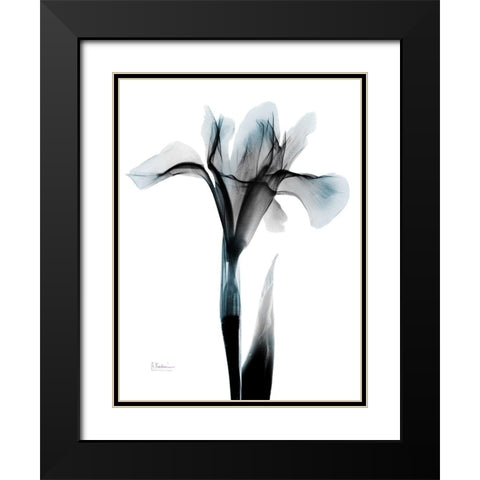 Ombre Sea Salt Iris Black Modern Wood Framed Art Print with Double Matting by Koetsier, Albert