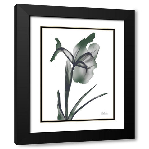 Ombre Jungle Iris 1 Black Modern Wood Framed Art Print with Double Matting by Koetsier, Albert